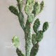 Cactus Fico D'India h cm 105 x 1
