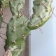 Cactus Fico D'India h cm 130 x 1
