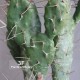 Cactus Fico D'India h cm 130 x 3