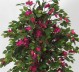 BOUGANVILLEA MEDIUM