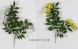 GLICINE LIANA