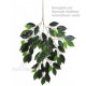 FICUS LUXE NEW GARDEN VARIEGATED