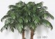 PALMA ARECA COCCO TRUNK (D3213B)