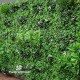 Giardino Verticale GREENWALL Low Cost - UVR