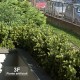 BOSSO - BOXWOOD BUSH U.V. RESISTANT 