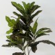 CROTON bush Multicolor - RAMO