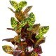 CROTON x 40 - RAMO