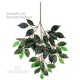 FICUS BENJAMIN MEDIUM X 42 Verde