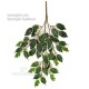 FICUS BENJAMIN MEDIUM X 42 Variegato