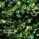 SIEPE ARTIFICIALE MINI POTHOS UVR 3D 