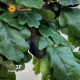 OAK - QUERCIA X 35 UVR - RAMO