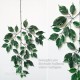 FICUS ELEGANCE LIANA (44)