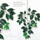 FICUS ELEGANCE LIANA (44)