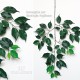 FICUS ELEGANCE (44) VERDE