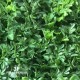 SIEPE BOSSO SMALL LEAVES