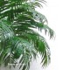 PALMA ARECA COCCO TRUNK h cm 300