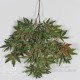 ACERO MAPLE NEW GARDEN (54)