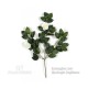 CAMELIA MEDIUM (42)