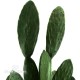 CACTUS FICO D'INDIA h cm 160