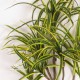 DRACENA MINI Variegata (Green/Yellow) - RAMO