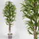 TRONCO NATURALE MANSANISI h cm 170