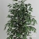 FICUS BENJAMIN ECO VARIEGATO