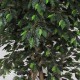 FICUS LUXE MEDIUM (64) - ALTO FUSTO