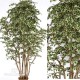 TRONCO NATURALE MANSANISI h cm 270