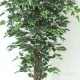 FICUS ELEGANCE LIANA (44)