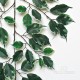 FICUS ELEGANCE X 44 VARIEGATO - RAMO