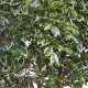 FICUS LUXE MEDIUM (64) MANSANISI TRUNKS - ALTO FUSTO