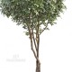 FICUS LUXE MEDIUM (64) MANSANISI TRUNKS - ALTO FUSTO