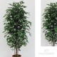 FICUS BENJAMIN MEDIUM X 42