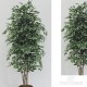 FICUS BENJAMIN MEDIUM X 42