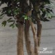 FICUS BENJAMIN MEDIUM X 42 - ALTO FUSTO