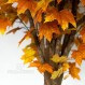 Acero Canadese - ALTO FUSTO- Autunnale Gigantea