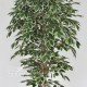 FICUS LUXE MEDIUM (64) VARIEGATO