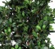 PITOSFORO - MEDIUM Mansanisi Trunk
