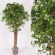 TRONCO NATURALE GIGANTEA h cm 300