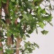 GINKGO BILOBA GIGANTEA