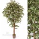 FICUS HAWAIIAN MEDIUM