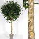 TRONCO NATURALE GIGANTEA h cm 300