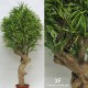 TRONCO NATURALE JAMAICA h cm 190