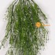 SPRUCE SPRAY GREEN UVR -  Cadente