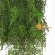 FELCE CADENTE X 7 UVR - FERN
