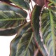 Calathea Variegata cm 38