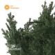Cipresso h cm 32 UVR - Cespuglio