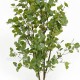 Ficus Triangularis Luxe cm 180 Verde