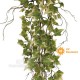 Edera cm 70 Variegata UVR - Cadente