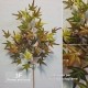 ACERO MINI MEDIUM AUTUMN